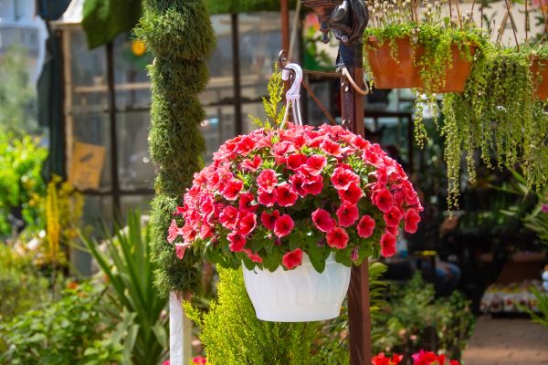 Cost of Hanging Planter Installation in Parker