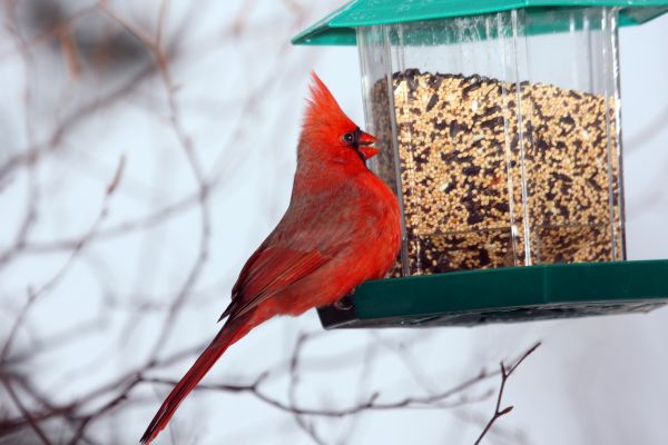 Cost of Bird Feeder Hanging in Parker